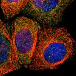 Angiomotin like 1 Antibody, Novus Biologicals 0.1mL; Unlabeled:Antibodies,